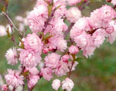(3 Gallon) Pink Flowering Almond Shrub-Gorgeous Rows of Pink Flowers, Compact Shrub