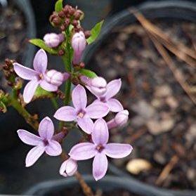 Red Pixie Lilac- Compact Size, Fragrant Rebloomer