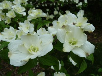 (1 Gallon) Plena Dogwood Tree Produces Gorgeous White Blooms with An Apple Green Color At The Base of The Bracts.