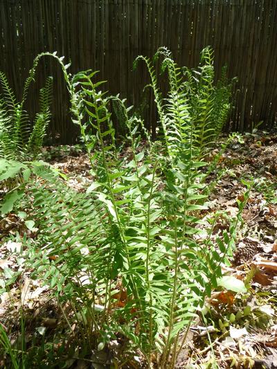 Christmas Fern- Evergreen Even Through Winter. Has Leathery, Sword Shape Fronds. Use For Ground Cover, Borders and Edging.