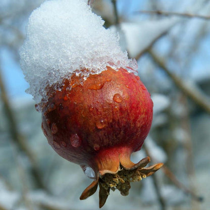 Kazake Pomegranate - Cold Hardy Pomegranate