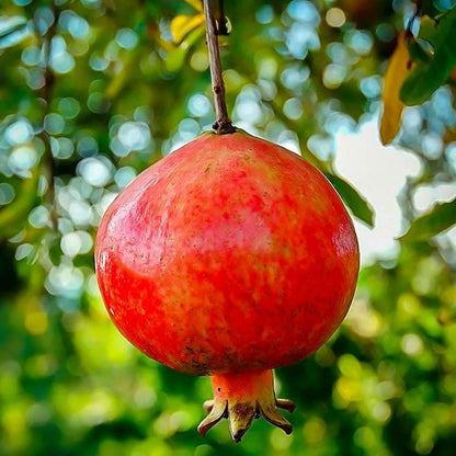 Salavatski Pomegranate