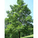 (1 Gallon, Bareroot) Nuttall Oak- This Beautiful Oak Tree Grows At a Fast Rate