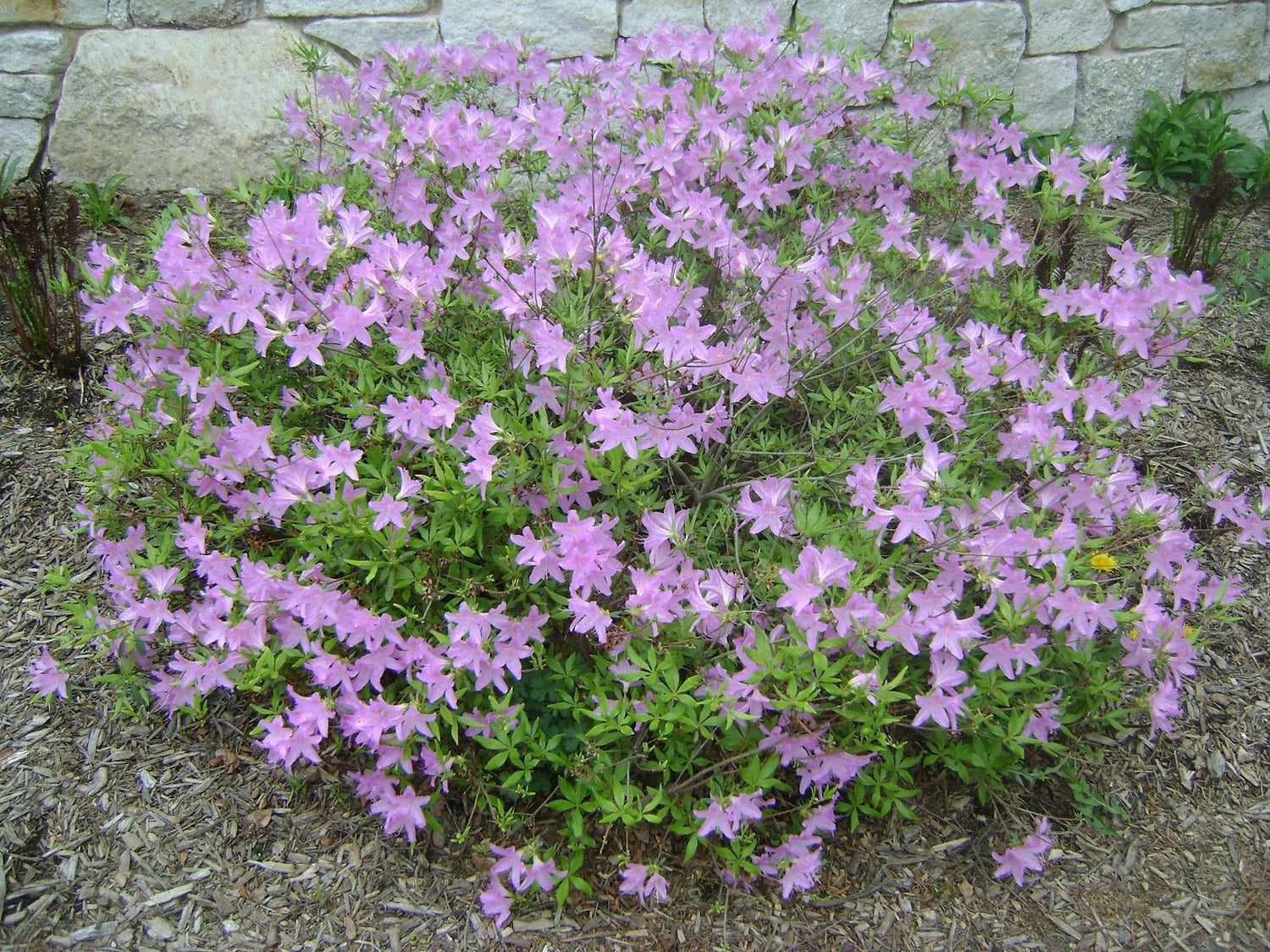 Poukhanense Azalea- a Hardy Semi-Evergreen Shrub Valued For Its Abundance of Charming Lavender-Pink Flowers In Early Spring.