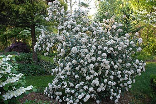 Pragense Viburnum is An Evergreen Shrub That Produces Slightly Fragrant, Creamy White Blooms In Spring.