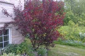 Purpleleaf Sand Cherry- Gorgeous Reddish-Purple Foliage, Fragrant White and Pink Spring Flowers