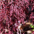 Red Filigree Lace Japanese Maple