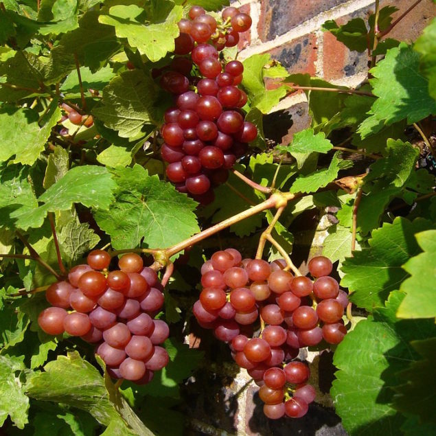 Einset Red Seedless Grape Vine
