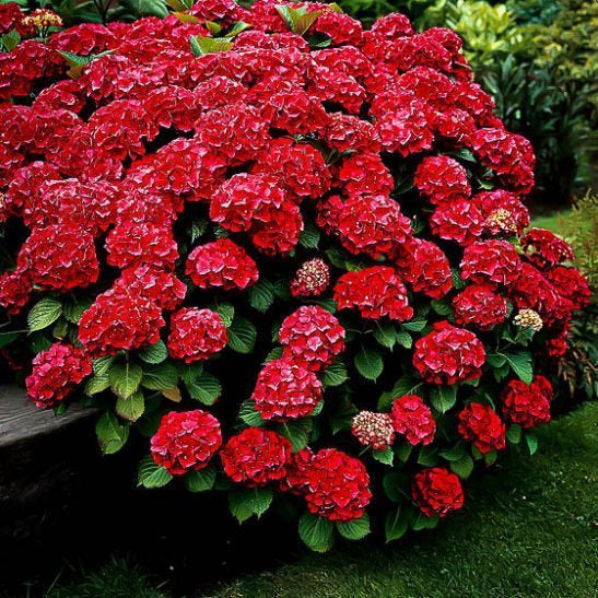 Red Hydrangea Shrub- Glorious Reddish Pink Blooms On a Compact Shrub. (Aka Cardinal Red Hydrangea)