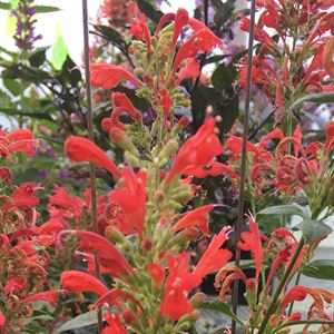 1 Gallon Pot: Agastache Kudos Series Red PPAF Hyssop