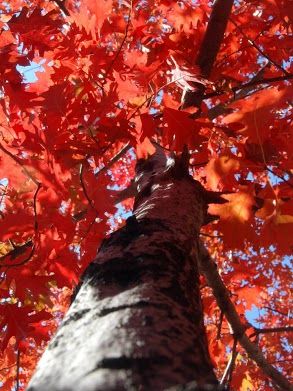 Red Oak Tree- Produces Excellent Leaves That Emerges As a Pinkish-Red, Turning Lustrous Dark Green In Summer, and Changing To Reddish Color In Autumn.