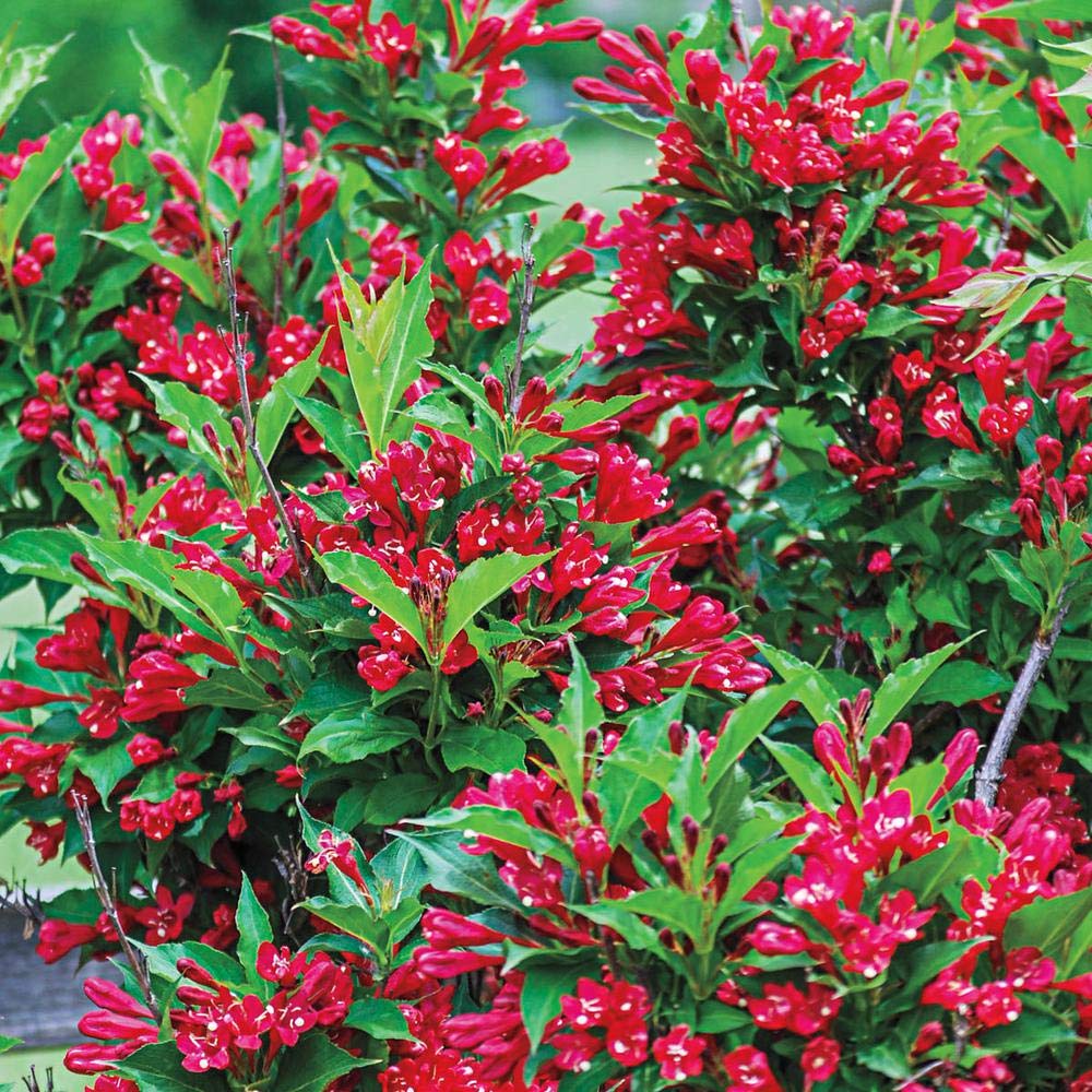Red Prince Weigela, Absolute Beauty, Reblooming, Bountiful, Red Flowers, Hydrangeas Shrub, Evergreens, Gardenia
