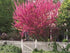 Redbud Tree, Red Buds Open Into Beautiful Purple Pink Flowers Appearing All Over The Tree and Even The Trunk In Early Spring