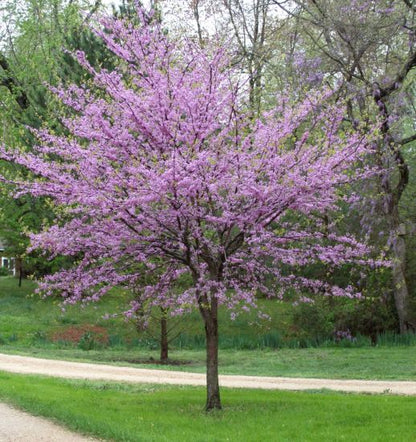(3 Gallon Bare-Root) Redbud Tree, Red Buds Open Into Beautiful Purple Pink Flowers Appearing All Over The Tree and Even The Trunk In Early Spring