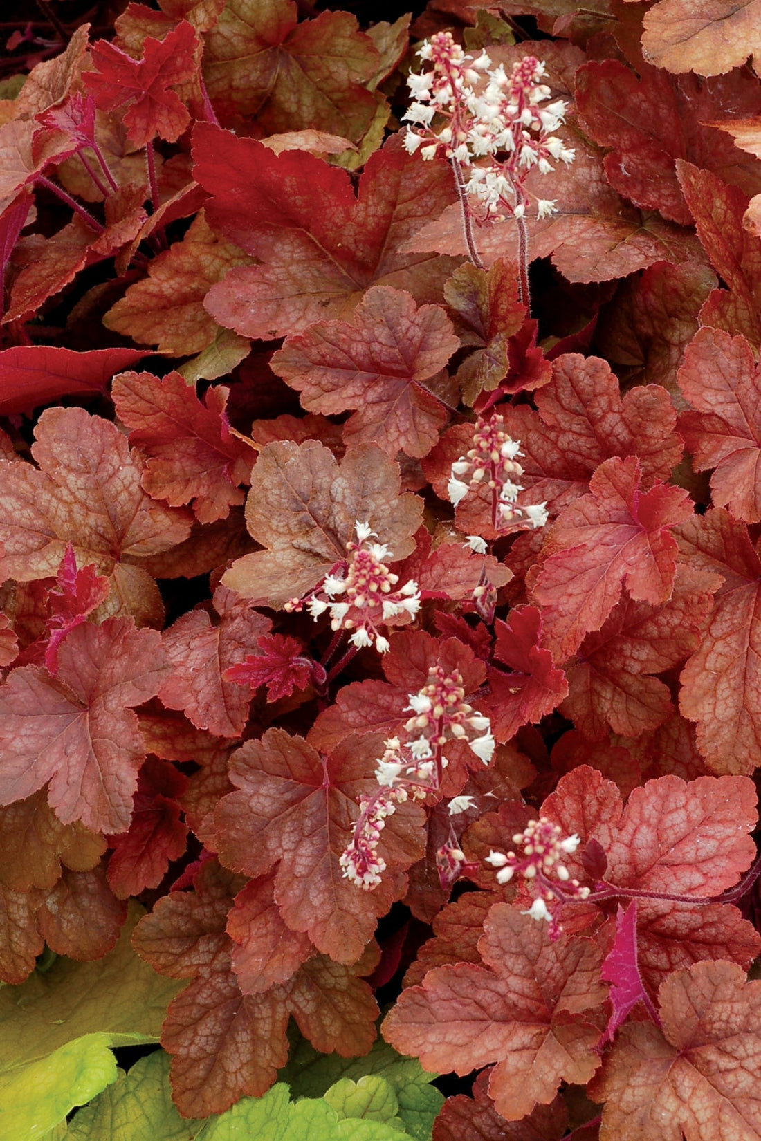 (1 Gallon) Heucherella Redstone Falls Pp22394