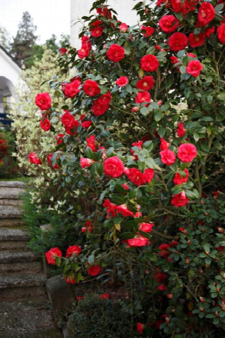 April Tryst Camellia-Cold Hardy Camellia, Gorgeous Red Blooms