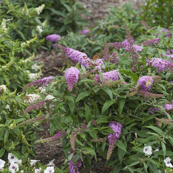 Pugster Pink Butterfly Bush