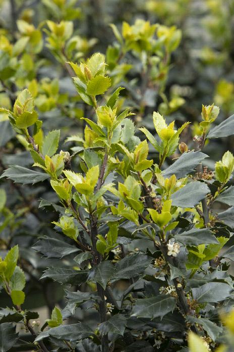 Blue Prince Holly, Handsome Hedge with Beautiful Dark Blue-Green Foliage On Blue-Purple Stems
