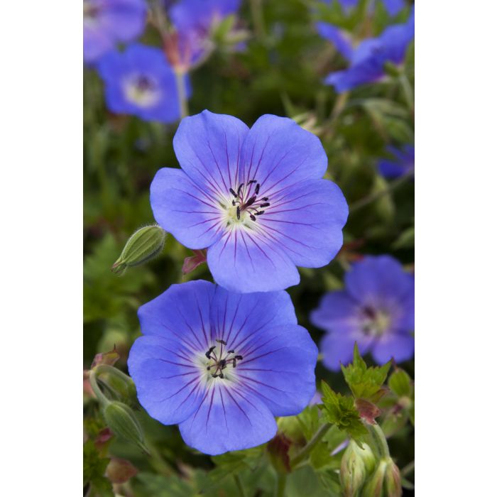 (1 Gallon) Geranium X Rozanne Cranesbill Pp12175 - Dwarf Spreading Form with Dainty Violet Flowers with Lush Mound of Deep Green Foliage.