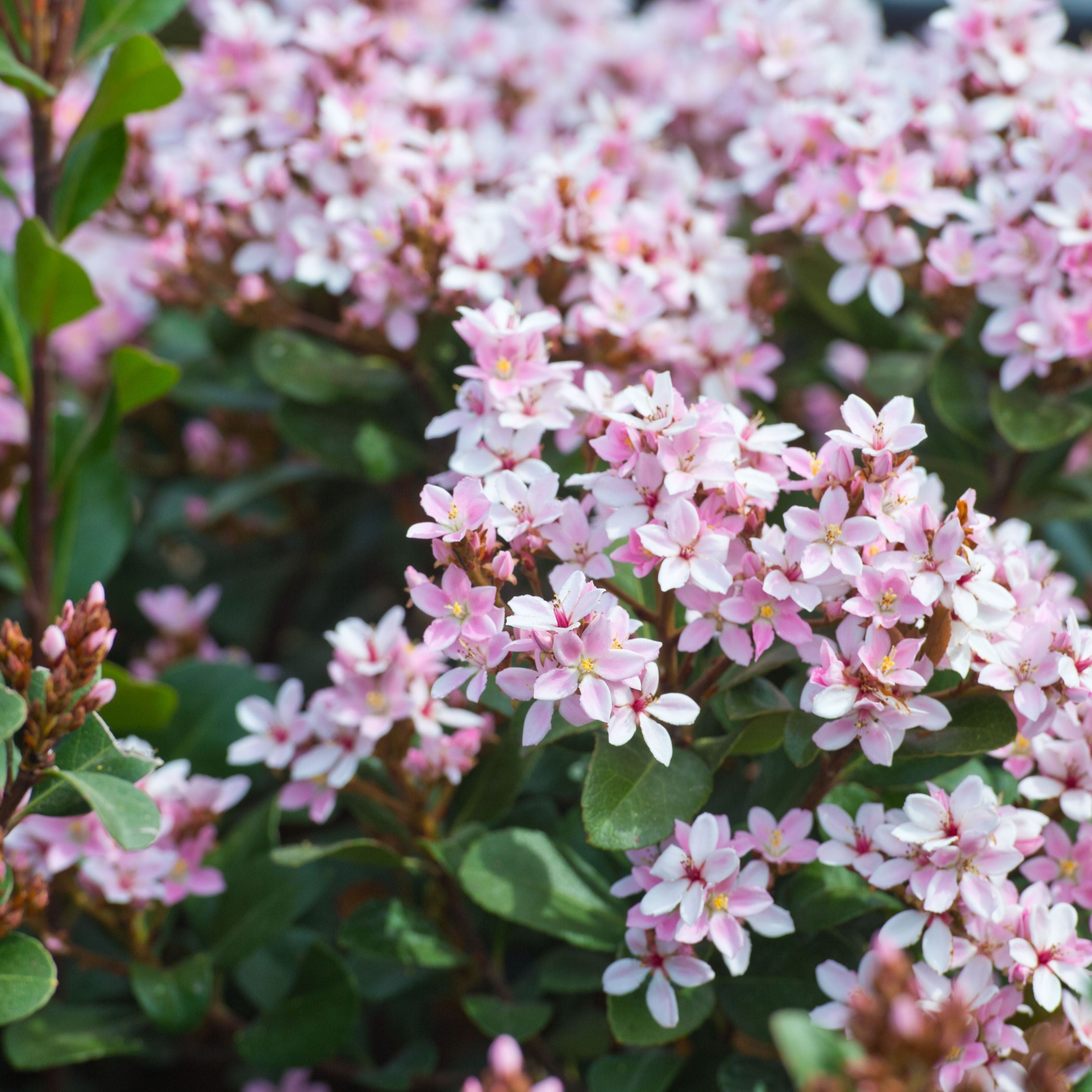 Indian Hawthorn, Attractive, Compact, Shrub with Pale Pink Blooms Changing To White.