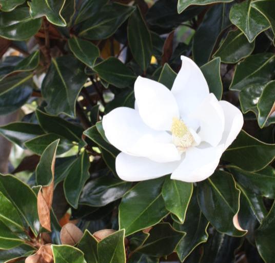 Magnolia Brittany Huge White Flowers (Semi Dwarf) - Good For Smaller Places.