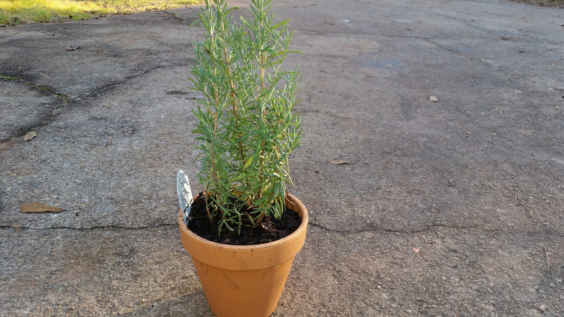 (1 Gallon) Rosemary Shrub- Great Herb, Also Can Be Used As Gorgeous Indoor Christmas Tree Year After Year