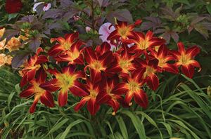 1 Gallon Pot: Hemerocallis Rainbow Rhythm &