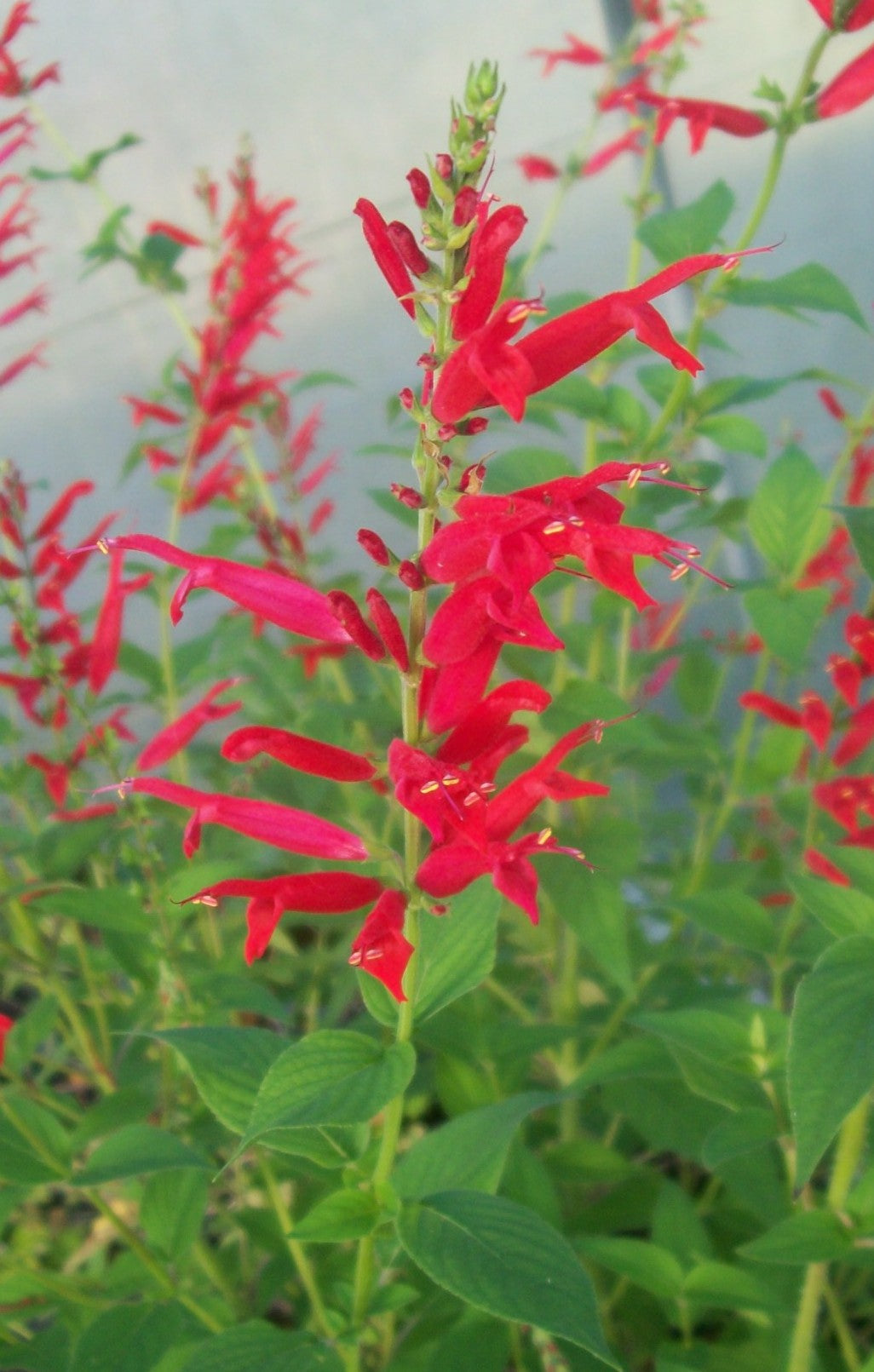 (Liner/Starter) Salvia Elegans , Honeydew Melon Sage Liner Starter Plant In 3&quot; Pot