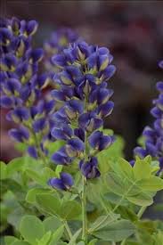 (1 Gallon) Baptisia Decadence® Sparkling Sapphires Pp27904 False Indigo Proven Winners®- Stunning Vivid Violet Blue, Blue, Blue Flowers