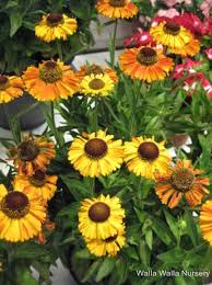 (1 Gallon) Helenium Short N Sassy Pp24460 Sneezeweed