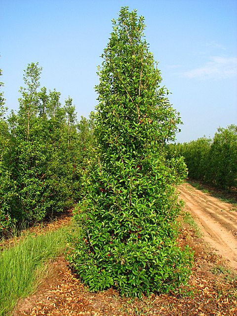 Savannah Holly- Beautiful Large, Upright Evergreen Shrub with Glossy