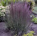 1 Gallon Pot: Grass: Schizachyrium Scoparium &