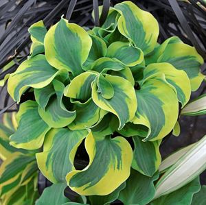 4.33 Inch Pot/10 Count Flat: Hosta &