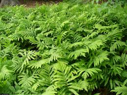 (1 Gallon Plant) Sensitive Fern, a Freely Running, Deciduous Fern with Broad, Deeply Pinnatifid, Smooth Leaves