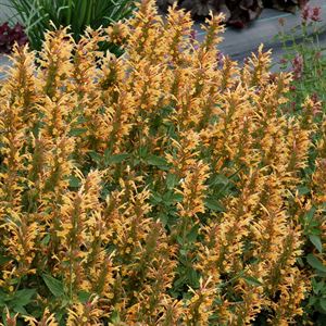 1 Gallon Pot: Agastache Kudos Series Gold PP26410 Hyssop - Gorgeous Long-Blooming with Golden-Yellow Flowers