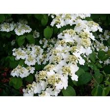 Shasta Viburnum