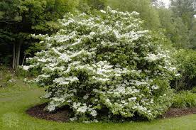 Shasta Viburnum