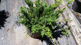 (1 Gallon) Shimpaku Juniper - Great For Bonsai, Very Interesting Evergreen, Short, Compact