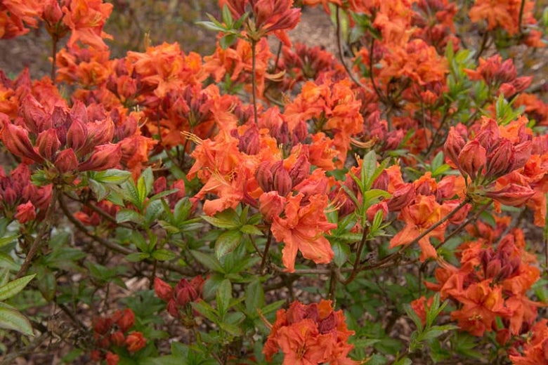 Rhododendron Gibraltar Azalea