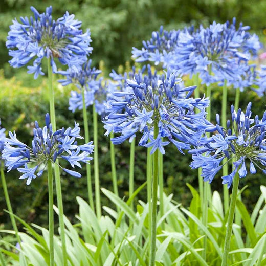 Agapanthus Blue - Lily of The Nile, Popular Perennial Evergreen, Blue Flowers Add a Charge of Mid To Late Summer Color. Drought and Deer Resistant.
