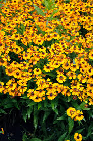 (1 Gallon) Helenium Autumnale Pinata Siesta - This Compact Variety Features Deep, with Golden-Yellow Blooms Surrounding a Rich Brown Cone.