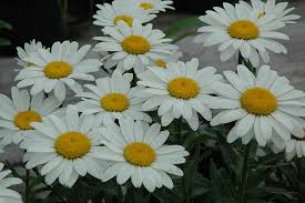 Snow Cap Shasta Daisy