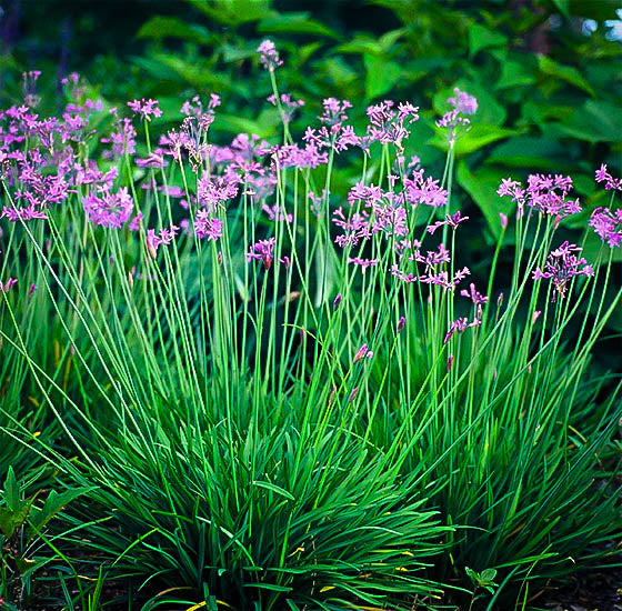 Society Garlic Plant