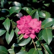 Camellia Sparkling Burgundy Plant-Fuschia-Pink Colored Double Blooms