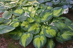 1 Gallon Pot: Hosta &