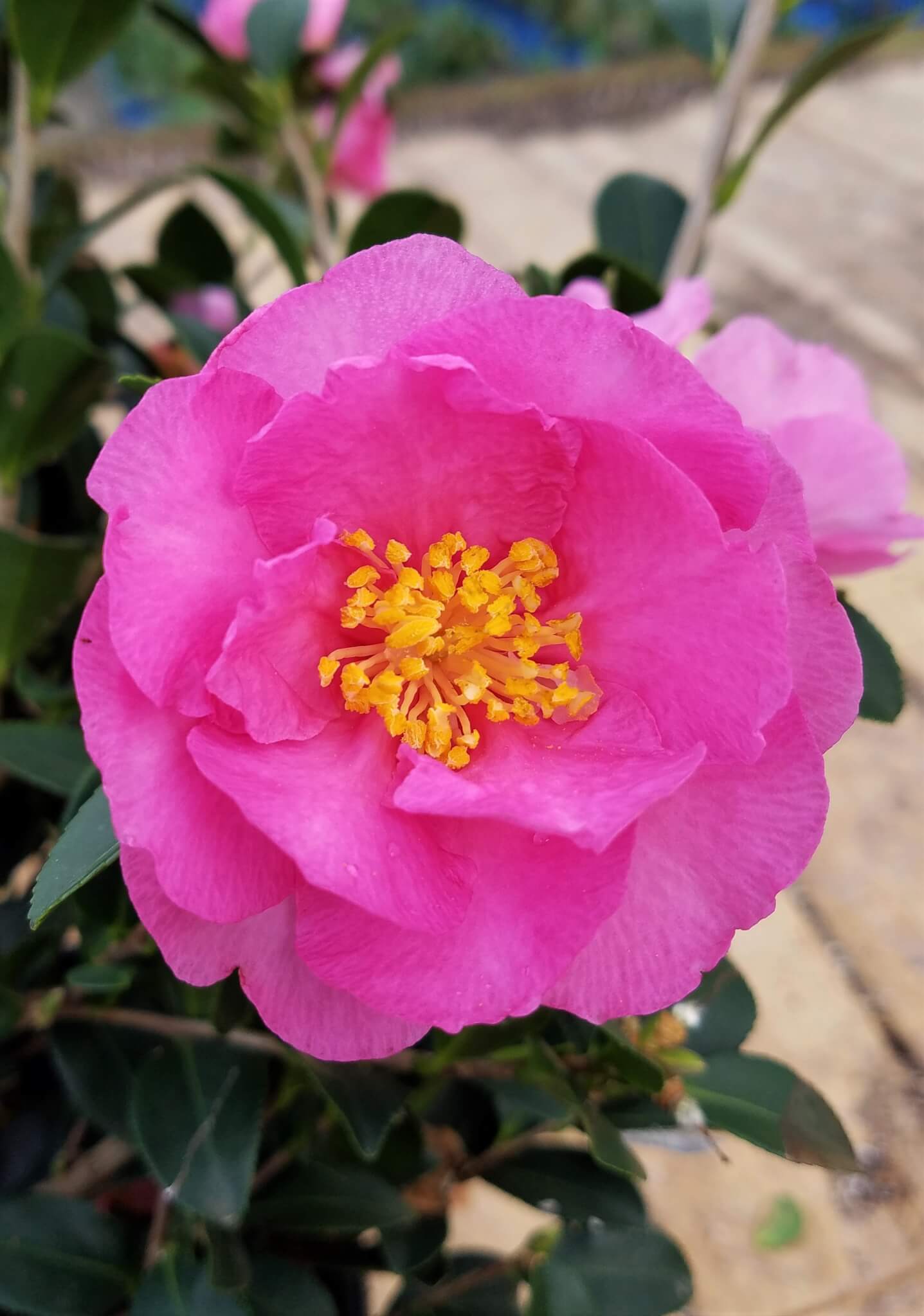Stephanie Golden Camellia-Large Bright Pink Blooms