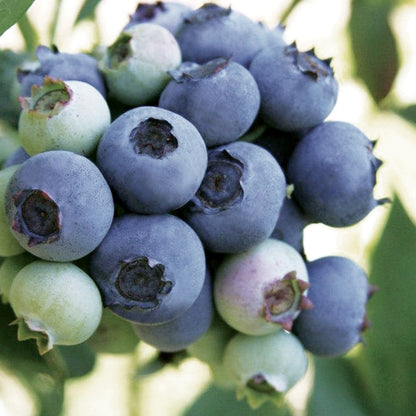 Suziblue Southern Highbush Blueberry