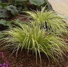 (1 Gallon) Grass: Acorus Gramineus Ogon Golden Variegated Sweet Flag