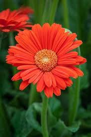 (1 Gallon) Gerbera Garvinea Sweet Glow Perennial Gerber Daisy