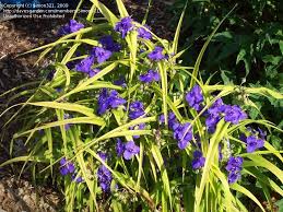 (1 Gallon) Tradescantia X &